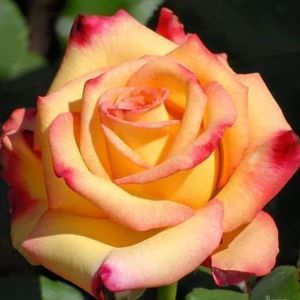 Meet your Posher, Tracy